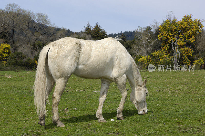 牧场上的Tan Horse